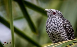 Asian Koel female - குயில் (ஆசியக் குயில்)
